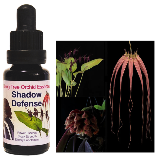 エロス フィンドホーン コンビネーション 愛と魅惑の