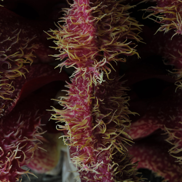 シャドーワリアー