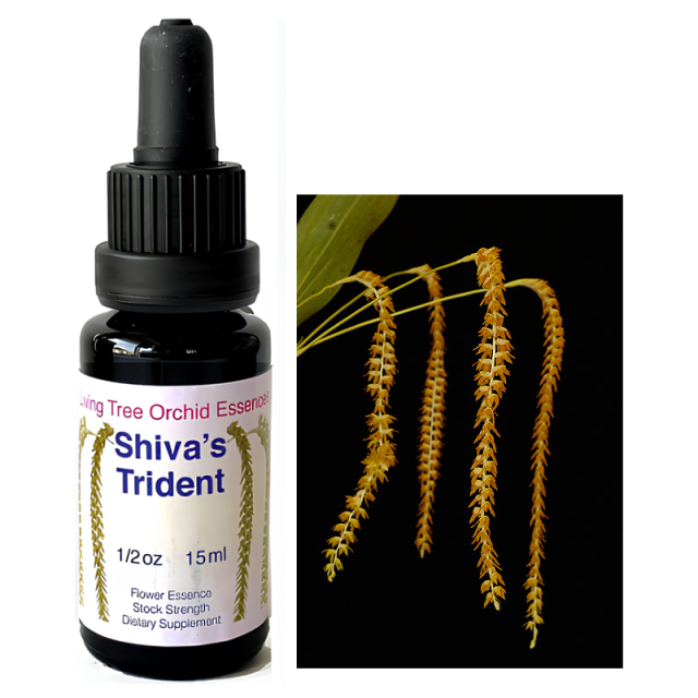 シヴァズトライデント