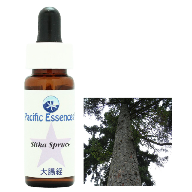 シッカスプルース