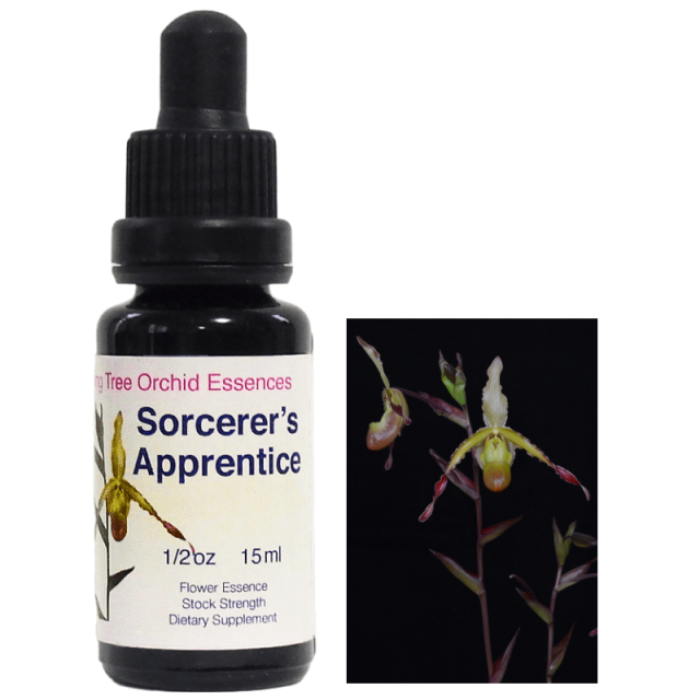 ソーサーズアプレンティス