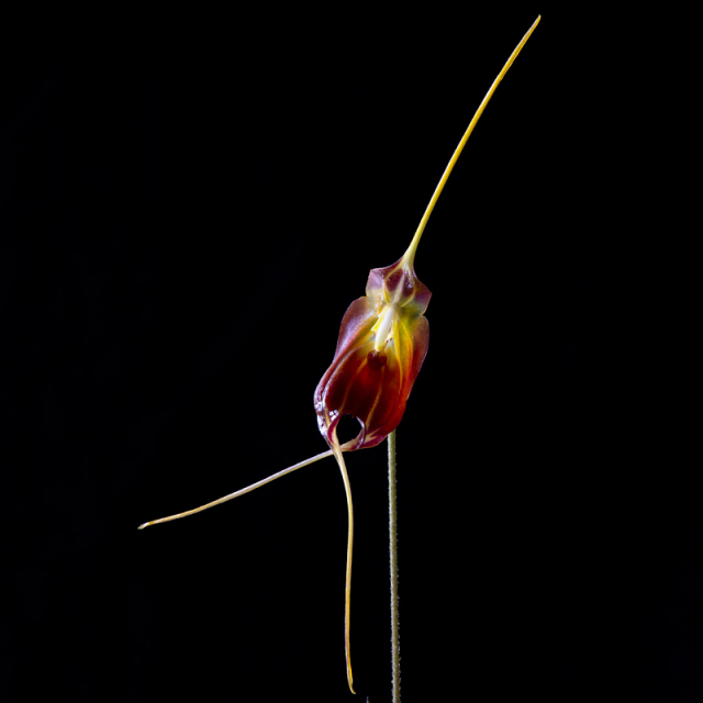 ソウルダンサー