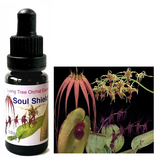 『専用』アンジェリックエッセンス　6本　フラワーエッセンス アンジェリックエッセンス 121-160番 シングルエッセンス