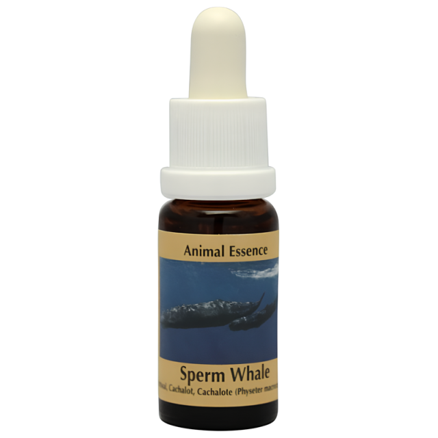 スパームホエール