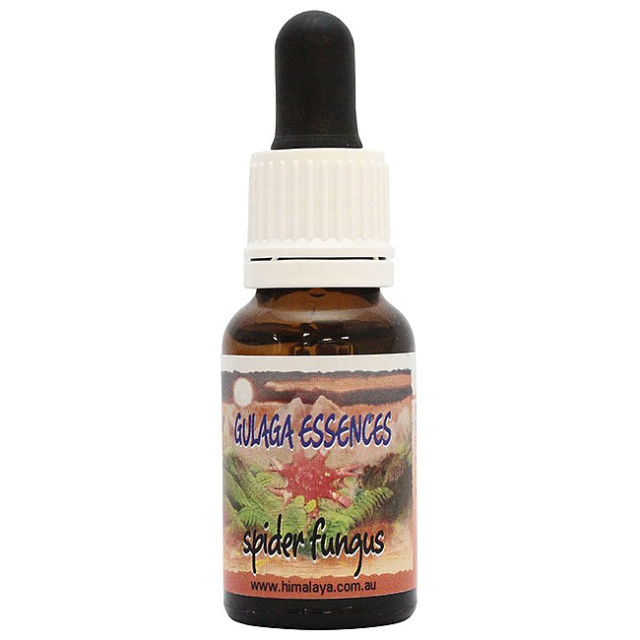 スパイダーファンガス