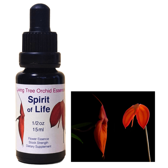 フィンドホーンフラワーエッセンス２本セット　ウエサク　エグザルテーション フィンドホーンフラワーエッセンス2本セット ウエサク エグザ