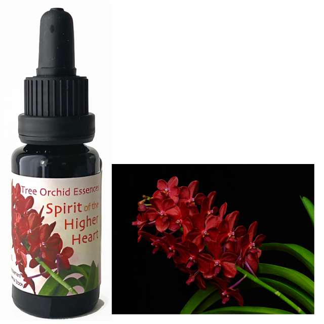 スピリットオブザハイヤーハート