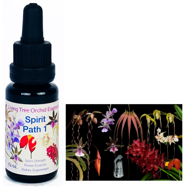 リビングトゥリーオーキッド コンビネーション(M-Z)