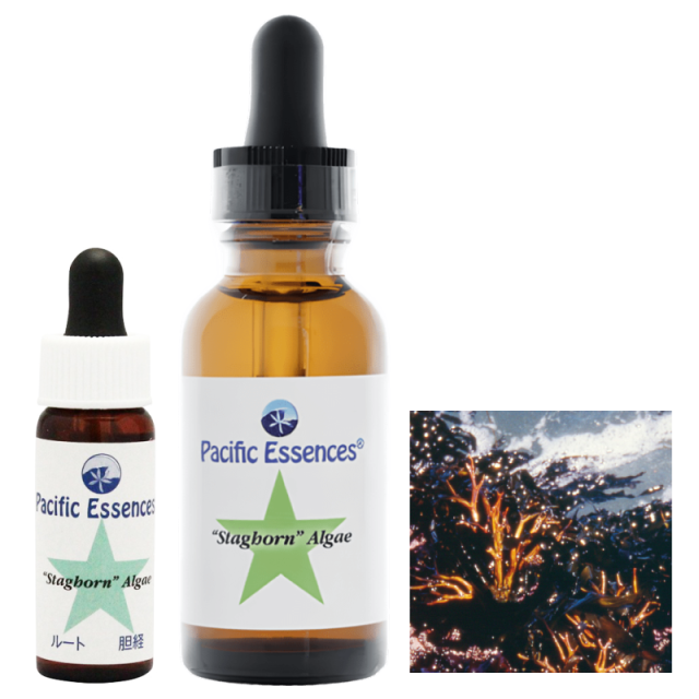 スタグホーンアルギー