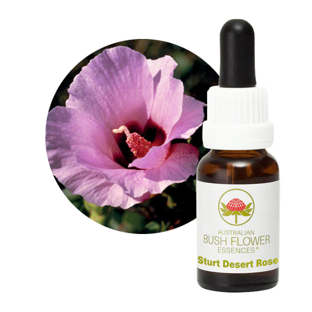 マクロカーパ オーストラリアンブッシュフラワー シングル 世界の