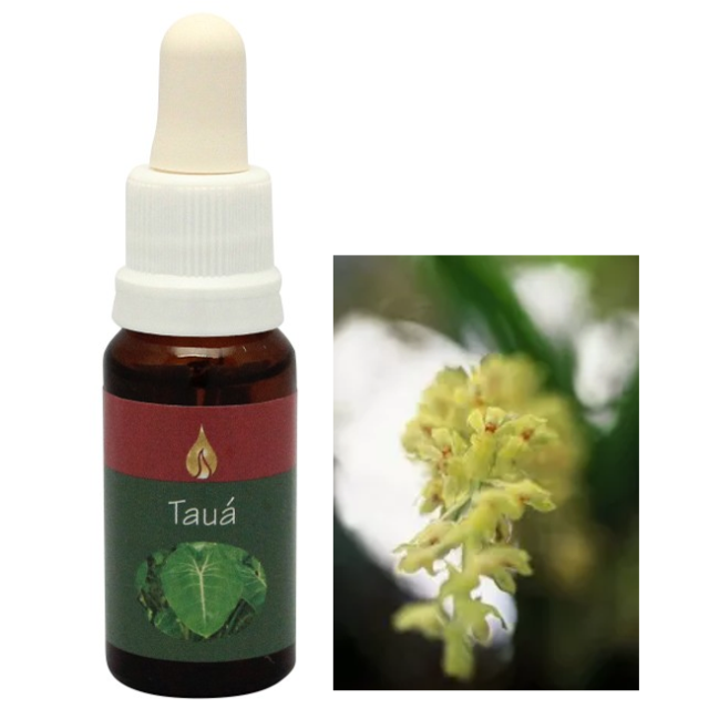 オヤマ アラレタマ・レインフォレスト・エッセンス フラワーエッセンス