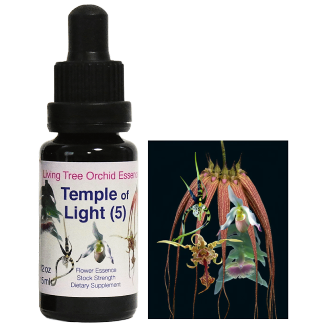 テンプルオブライト（5）