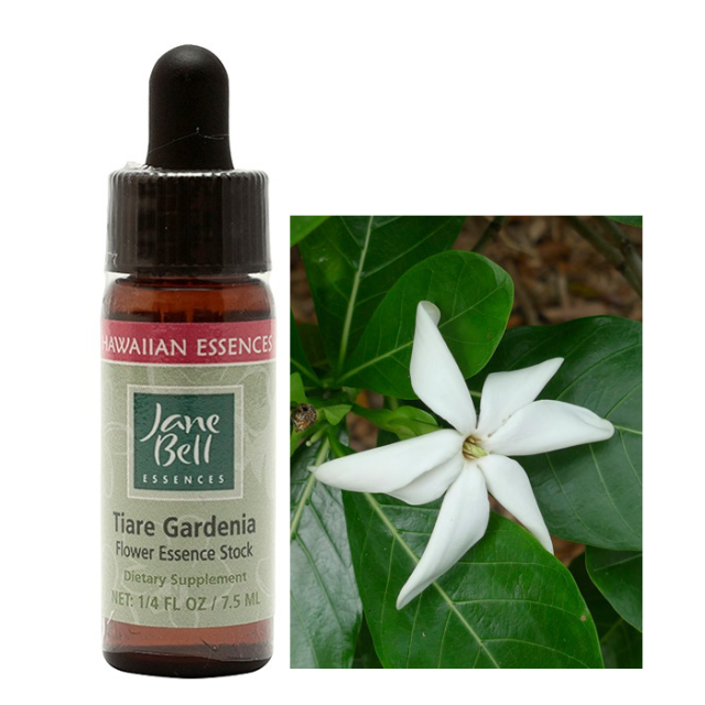 ティアレガーデン