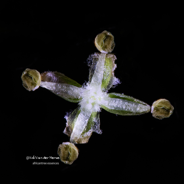 ホワイトスティンクウッド