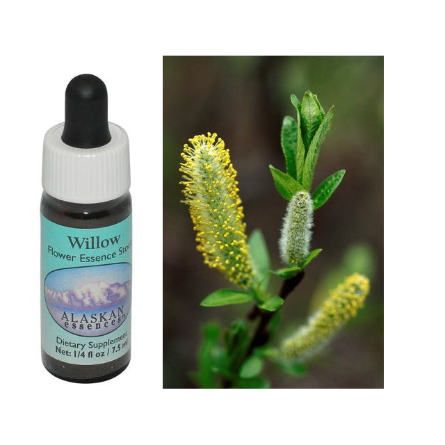 ピンクムラムラ オーストラリアンブッシュフラワー シングル 世界の