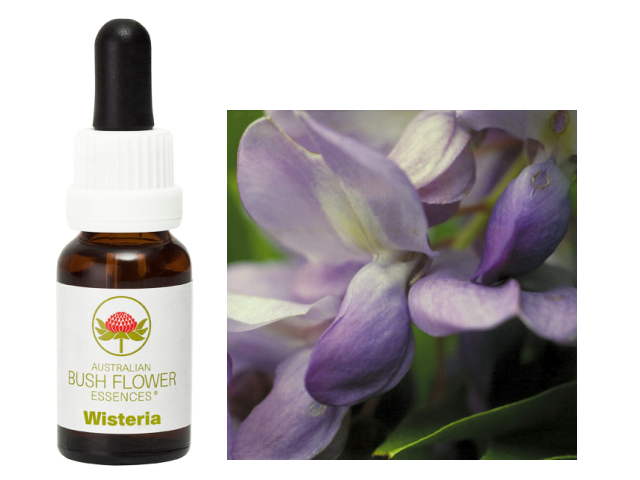 ウィステリア オーストラリアンブッシュフラワー シングル 世界の