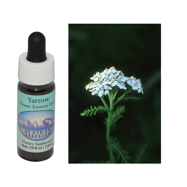 モンクスフード アラスカンエッセンス フラワーエッセンス 【ベル