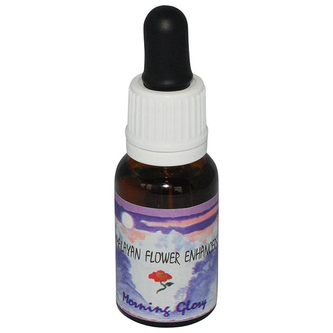 モーニンググローリー