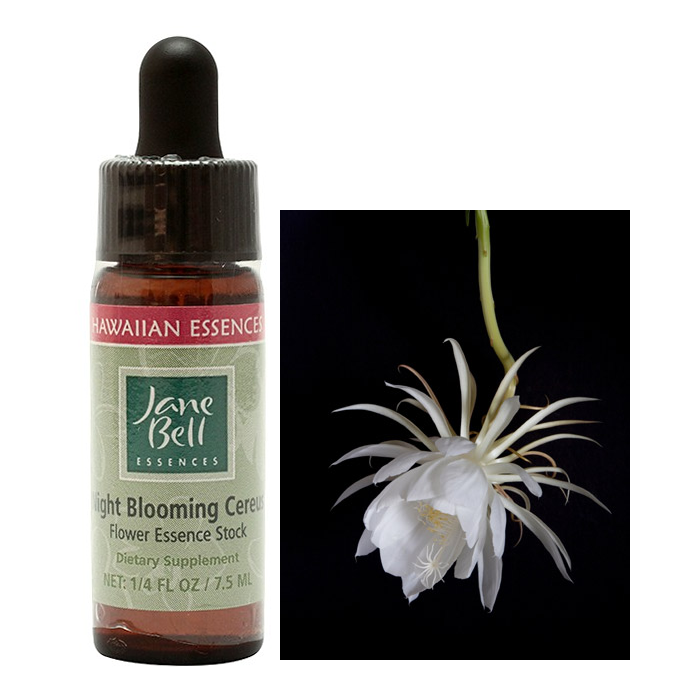 ナイトブルーミングセレウス