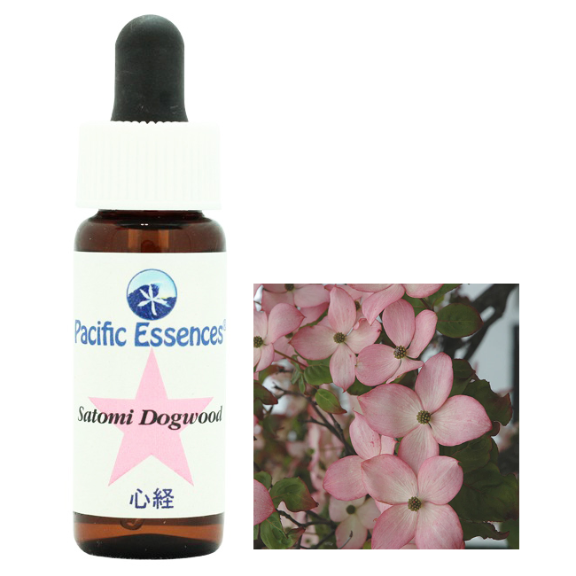 サトミドッグウッド