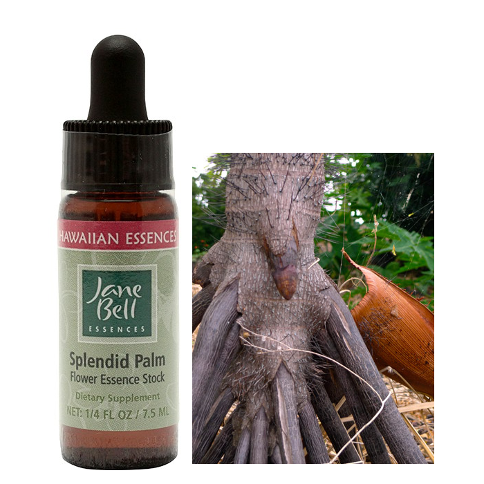 スプレンディッドパーム