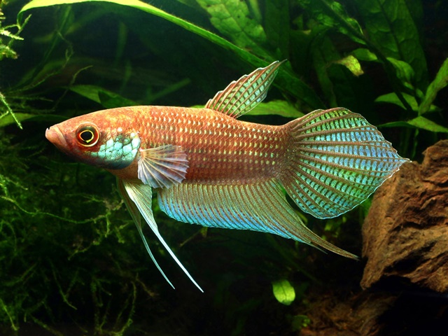 ベタ　ラジャ（スンガイブルタム産）【♂♀ペア】～王様の名を冠するベタ！～