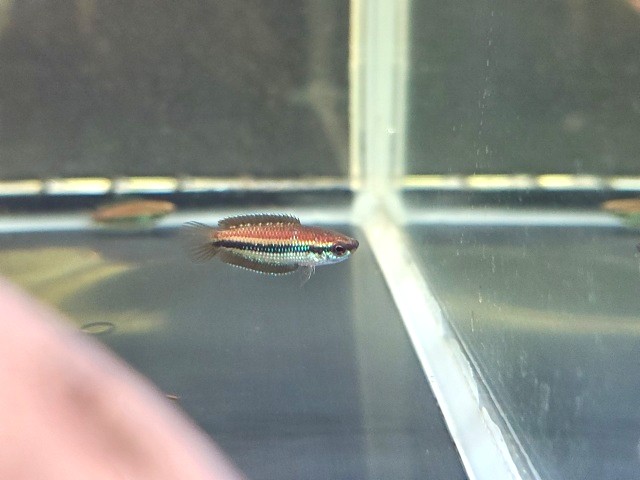 ベトナムリコリスグラミー【♂♀ペア】～ベトナムで発見された全く新しい属のグラミー！～