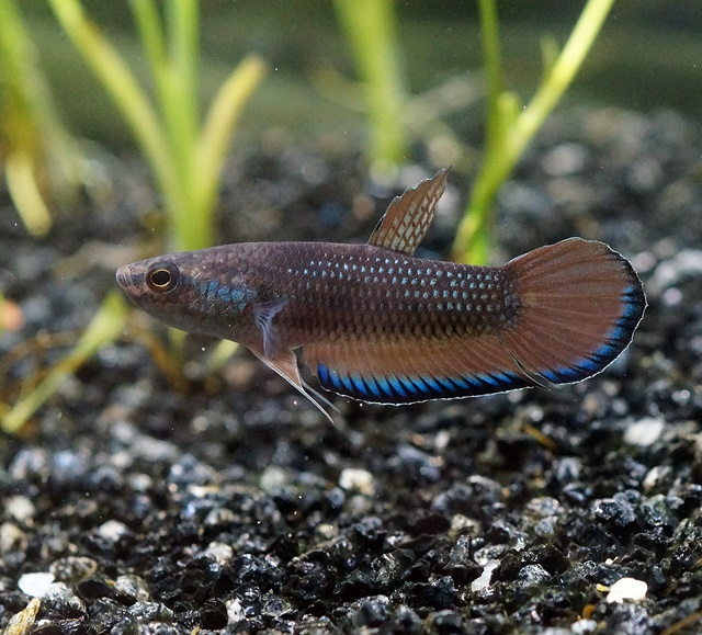 ベタ　ファルクス（スンガイブルタム産）【♂♀ペア】～飼育繁殖容易な小型マウスブルーダー～