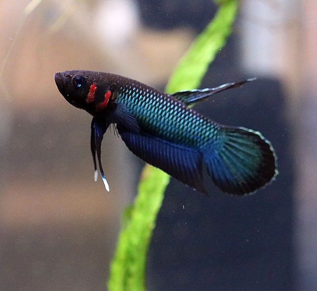 ベタ　フォーシー（タンキリン産）【♂♀ペア】～画像更新しました！～