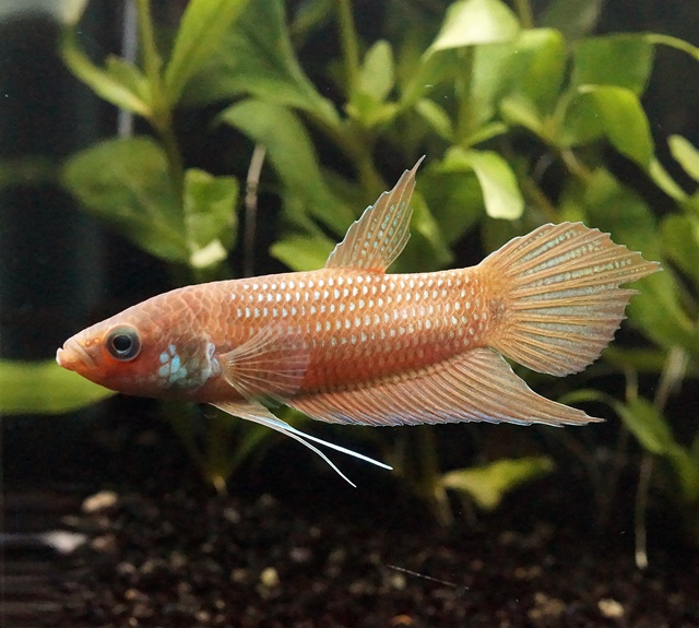 ベタsp゛インドラギリブルー”（グルーグムライ産）【オス】～最上流部で発見されたプグナックス・グループ！～