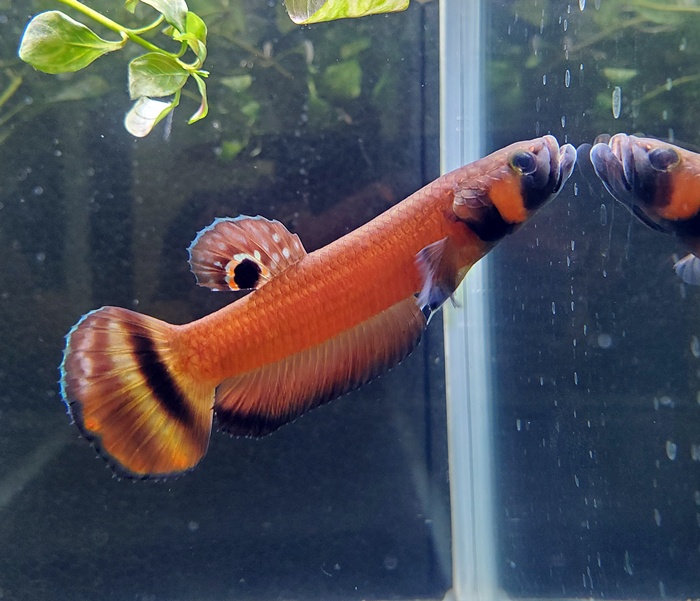 ベタ　マクロストマ＜スカーレットバラム＞【♂♀ペア】～マクロストマのNEWタイプ！～