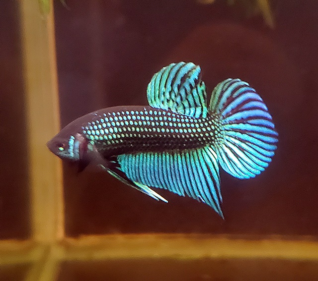 ベタ　”グリーンマハチャイ”【♂♀ペア】～画像と動画更新しました！～