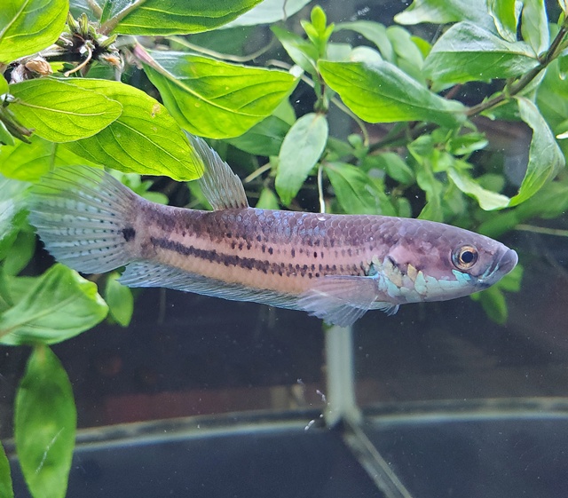 ベタsp “タラカン”（パシルサルジュ産）【♂♀ペア】～タラカン島で発見された新タイプ！～