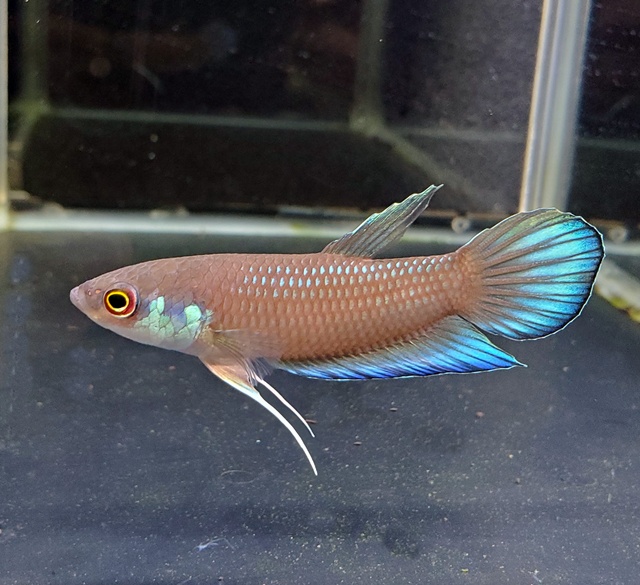 ベタ　タエニアータ（サンガウ産）【♂♀ペア】～画像更新しました！～