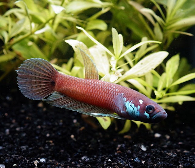 ベタ　ユニマクラータ（アロン産）【♂♀ペア】～画像更新しました！～