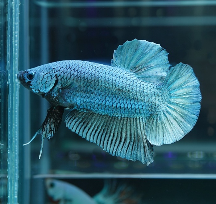 ジャイアントプラカット　フルメタルスチールブルー(GPKSB-1)【オス】～アナン・ジャイアントファームより入荷！～