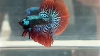 コバルトグリーンシンフォニー ハーフムーン(HMCGS-1)《【ペア】または【オス】よりお選びください》～ラーイターイ・ベタファームより入荷！～