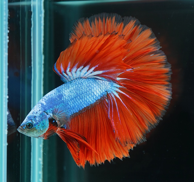 ファンシードラゴン ハーフムーン(HMFD-9)《【ペア】【トリオ】【オス】よりお選びください》～ヤオバル・ファームより入荷！～