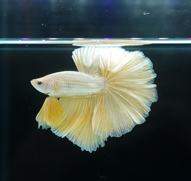 コンパクタとハーフムーンおまとめ ベタ ハーフムーン