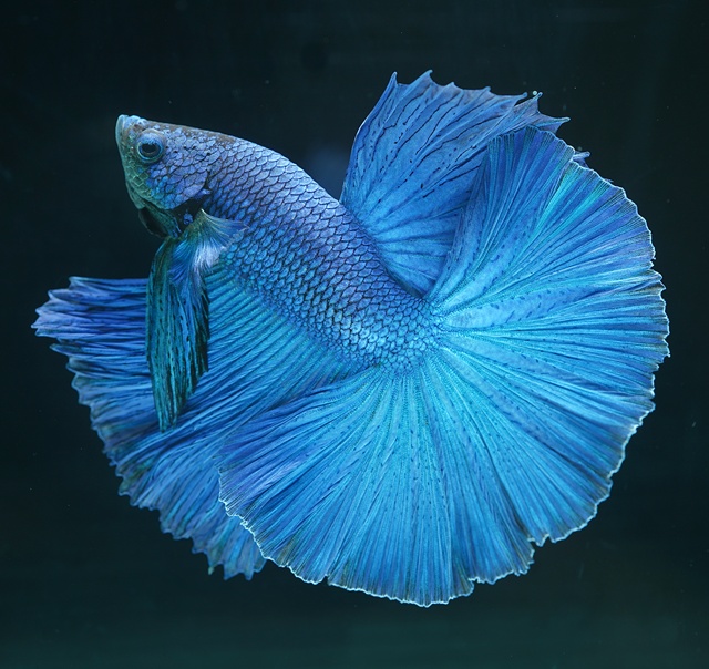 ＜セレクト＞ターコイズブルー ハーフムーン《【ペア】【トリオ】【オス】よりお選びください》～ティティポン・ファームより入荷！～