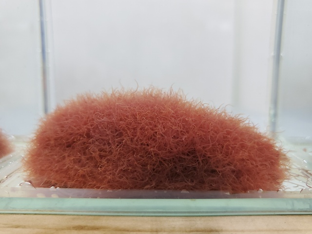 生きイトメ（イトミミズ）～あらゆるベタが好む生き餌♪～