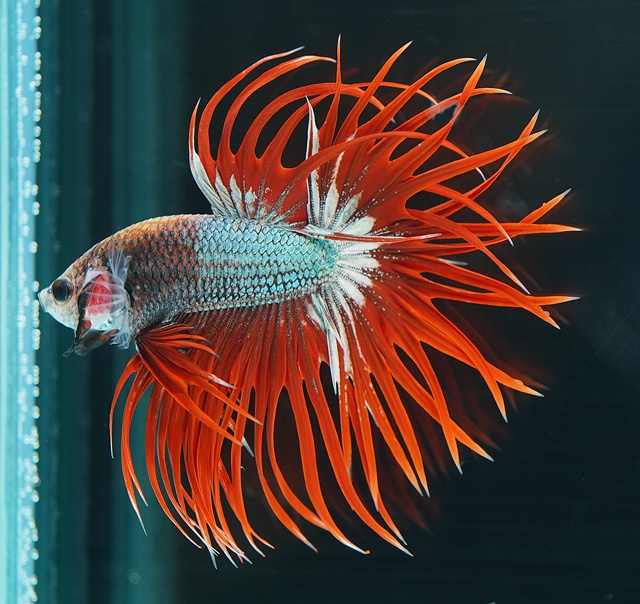 カッパーレッドグリッセル キングクラウンテール(KCTGR-1)《【ペア】または【オス】よりお選びください》～キングクラウンテール専門ファームより入荷！～