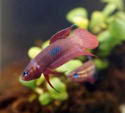 ベタ　コッキーナ（スンガイアイルヒタム産）【♂♀ペア】～赤系ベタの代表種♪～
