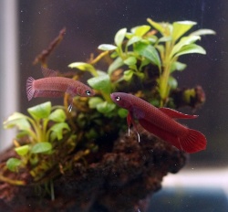 ベタ　ルティランス（サラティガ産）【♂♀ペア】～真っ赤な小型美種～