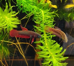 ベタ　ルティランス”グリーン”（タヤン産）【♂♀ペア】～咥卵シーンおよび現地採集動画公開中！～