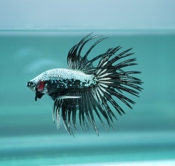 マリオボッタ　プリマ　希少ブラック×ブラック ブラックサムライ クラウンテール(CTBS-11)《【ペア】【トリオ