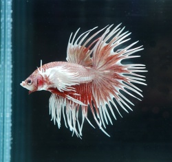 funny タタンカ コスモ ダークブラウン used Man ブラウン レザー スニーカー XXM03E0GC50S967S607 | Tods