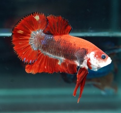 ジャイアントプラカット ファンシーカラー(GPK-3)≪【♂♀ペア】もしくは【オス】お選びください≫～現地動画公開中！～