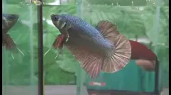 ジャイアントプラカット　カッパーゴールド(GPKCG-1)【オス】～アナン・ジャイアントファームより入荷！～