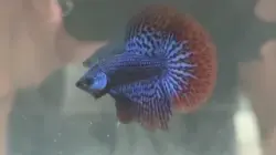 コバルトブルーシンフォニー ハーフムーン(HMCBS-1)《【ペア】または【オス】よりお選びください》～ラーイターイ・ベタファームより入荷！～